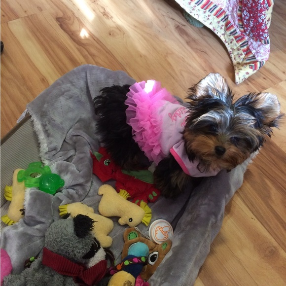 Meet your Posher, Clementines - Picture 9 of 14